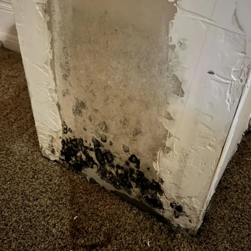 Professional Mold Removal in Elberton, GA